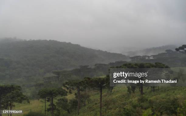 araucaria (araucária angustifolia) forest in the mist - santa catarina sul do brasil stock-fotos und bilder