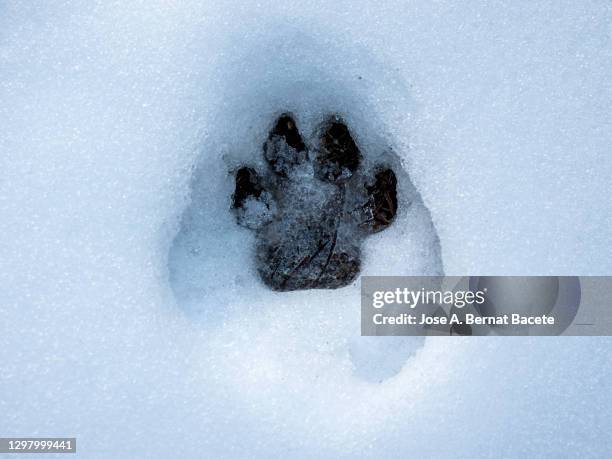 fox footprint in snow. - animal footprint stockfoto's en -beelden