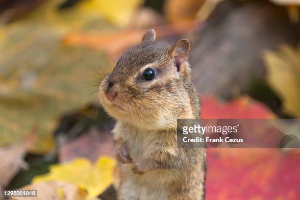 an eastern chipmunk standing with colorful autumn leaves in the backgroundtamias striatus - chipmunk stock pictures, royalty-free photos & images