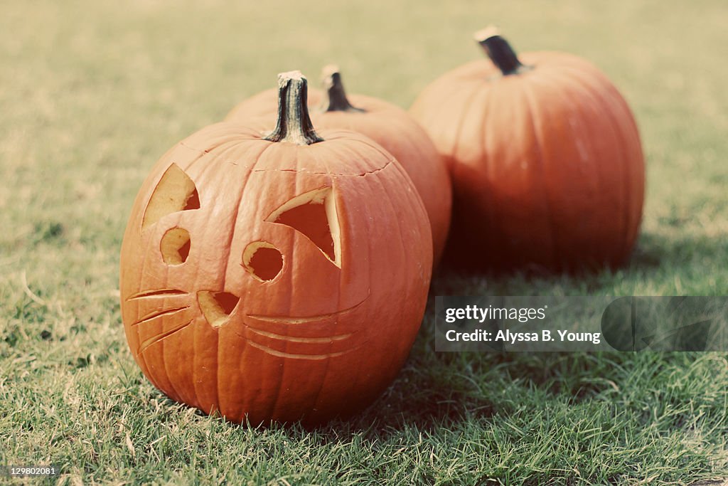 Kitty Jack-o-Lantern