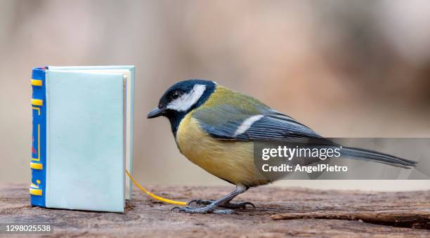 clever great tit reading a book - children's literature stock pictures, royalty-free photos & images