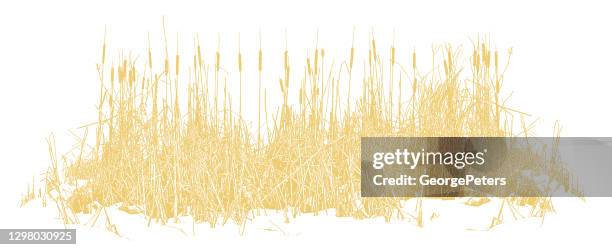 cattails - marsh stock illustrations