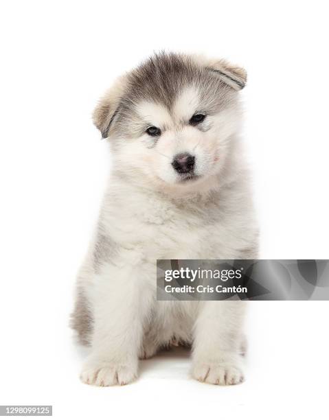 alaskan malamute puppy - cris cantón photography stock-fotos und bilder