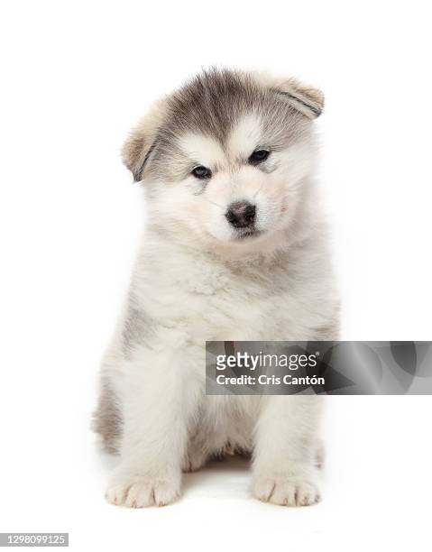 alaskan malamute puppy - puppies stock pictures, royalty-free photos & images