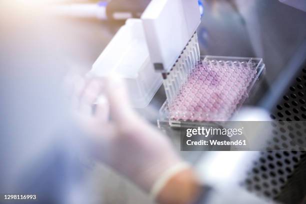 scientist doing coronavirus medical test in laboratory - rna stock pictures, royalty-free photos & images