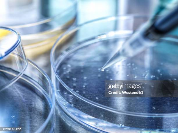 pipette over petri dish containing stem cells being developed during experiment in laboratory - genomics stock-fotos und bilder