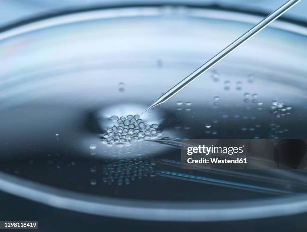 nuclear transfer being carried out on embryonic stem cells used in cloning and genetic modification - alternative therapy stock pictures, royalty-free photos & images
