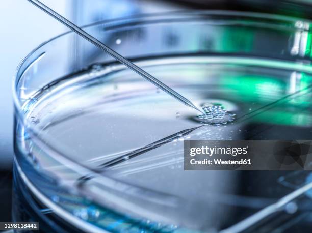 nuclear transfer being carried out on several embryonic stem cells used in cloning and genetic modification at laboratory - cloning device stock pictures, royalty-free photos & images