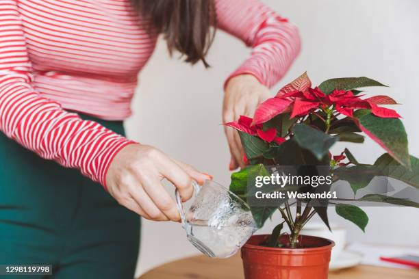 woman watering poinsettia plant while standing at home - christmas star stock pictures, royalty-free photos & images