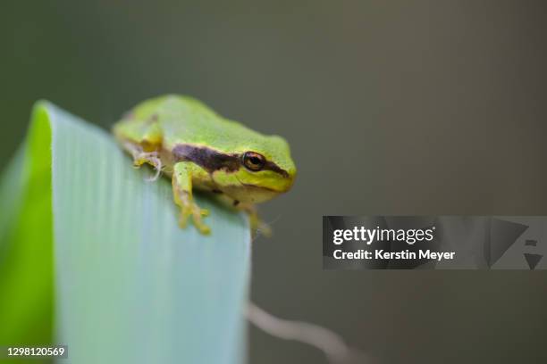 european tree frog - frog silhouette stock pictures, royalty-free photos & images