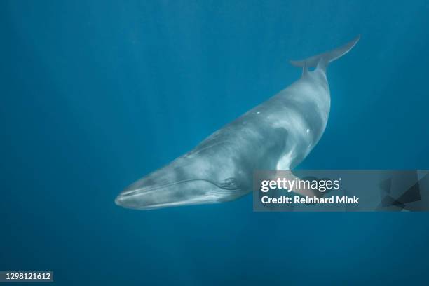 minke whale - baleen whale stock pictures, royalty-free photos & images