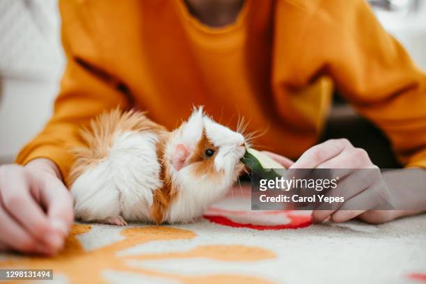 boy playing and feeding guinea pig at home - pets fotografías e imágenes de stock