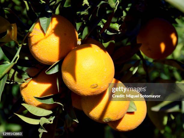 navel oranges - navel orange stock pictures, royalty-free photos & images