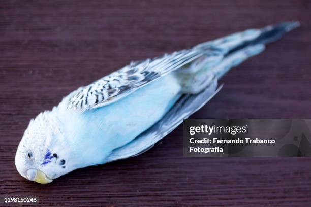 dead bird - parakeet imagens e fotografias de stock