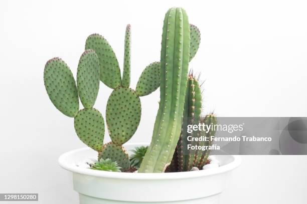 cactus pots - cactus isolated stock pictures, royalty-free photos & images