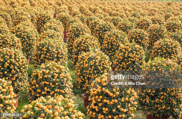 kumquat  ("金桔”/“年桔”) bonsai tree plantation - orange orchard stockfoto's en -beelden