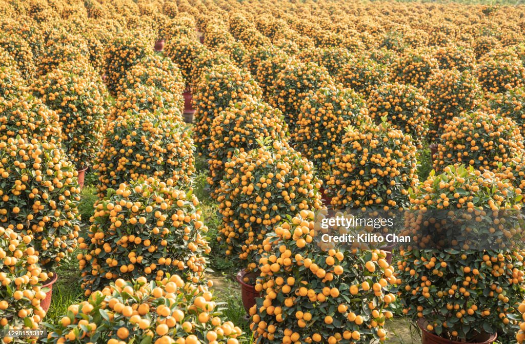 Kumquat ("金桔”/“年桔”) bonsai tree plantation