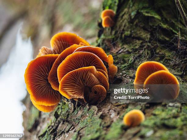 low angle view of orange color mushrooms on tree trunk - spore stock pictures, royalty-free photos & images