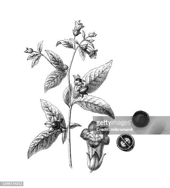 old engraved illustration of atropa belladonna, commonly known as belladonna, deadly nightshade - poisonous flower stock pictures, royalty-free photos & images