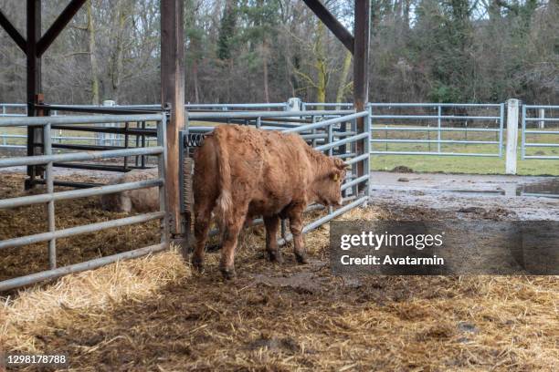 cow - cattle in frost stock-fotos und bilder