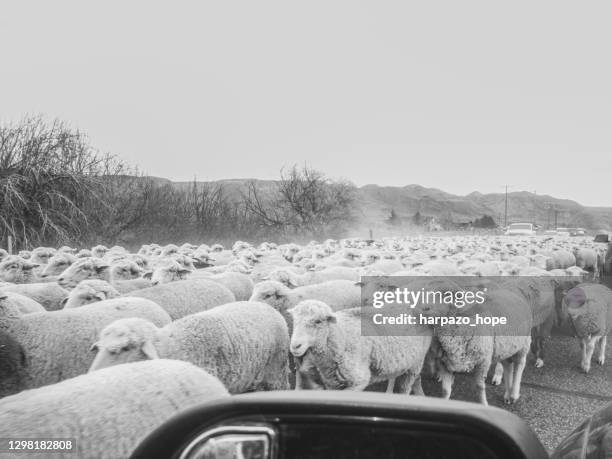 herd of sheep in the road viewed from inside a vehicle. - one direction group stock-fotos und bilder