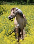 a beautiful fjord horse is standing in a rape seed field