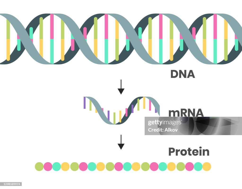 Protein syntesis schematic illustration. Illustration of the DNA, mRNA and polypeptide chain isolated on white