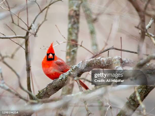 Cardinal Tree Photos and Premium High Res Pictures - Getty Images