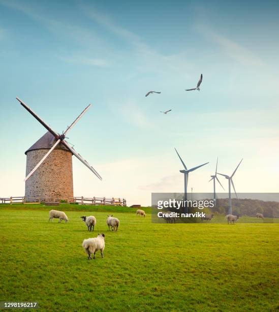 vieux moulin à vent, éoliennes et moutons de pâturage - herd photos et images de collection
