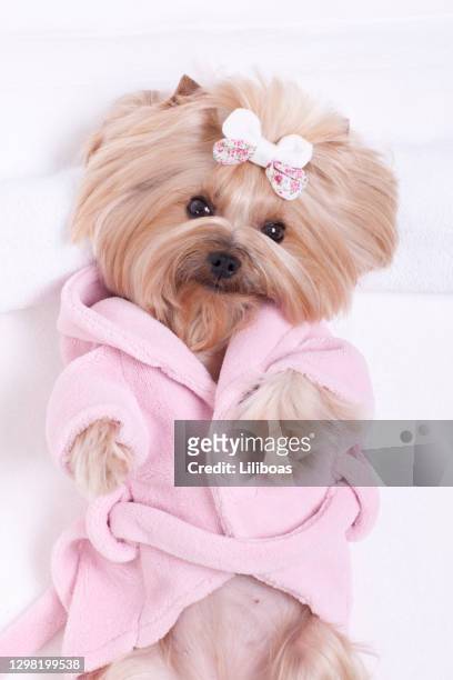 yorkshire terrier at grooming salon spa - dog with long hair stock pictures, royalty-free photos & images
