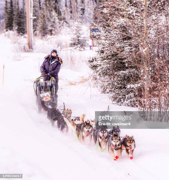 kupferbecken 300 -hundeschlittenrennen - alaska - iditarod stock-fotos und bilder
