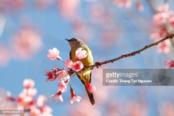 the crimson sunbird on sakura tree during spring time - kobe japan stock pictures, royalty-free photos & images