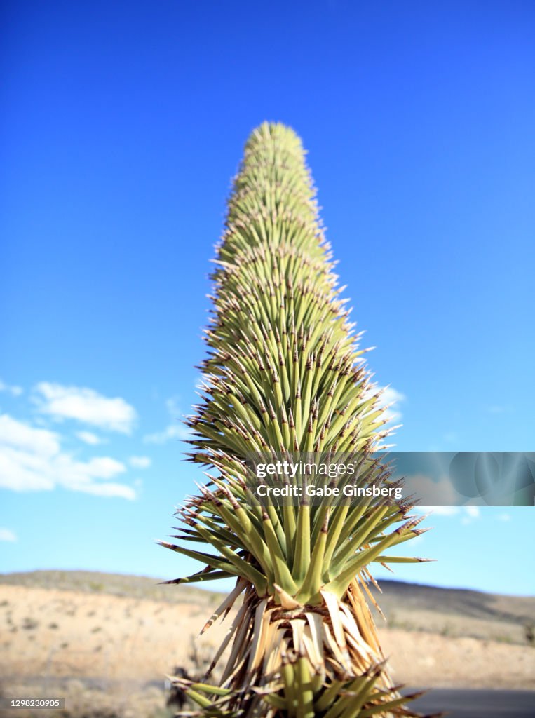 A phallic shapped Joshua Tree at the Red Rock Canyon Overlook