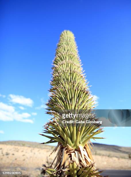 a phallic shapped joshua tree at the red rock canyon overlook - penis humour stock pictures, royalty-free photos & images