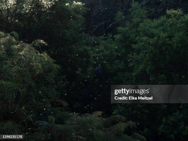 Swarming Invasive Insects Fly Infestation Photos and Premium High Res Pictures - Getty Images