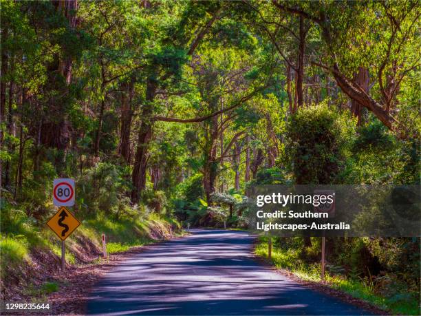 rainforest and road to walhalla, central gippsland, victoria. - gippsland stock-fotos und bilder