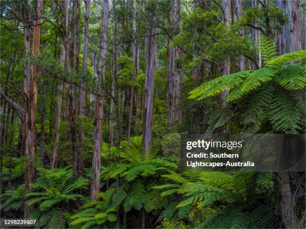 beautiful rainforest near mount st. gwinear, central gippsland, victoria. - gippsland stock pictures, royalty-free photos & images