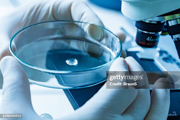 sluit omhoog van een daling in petri schotel bij laboratorium. - forensisch stockfoto's en -beelden