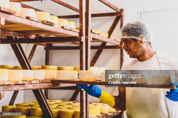 a man putting cheeses to ripen - making cheese stock pictures, royalty-free photos & images