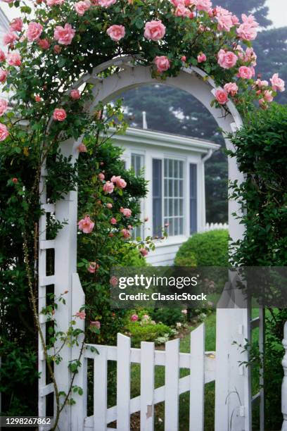 1980s Blooming Pink Rose Flowers Covered Arched Wooden Entrance Arbor With White Picket Fence Gateway To Suburban Home Garden.