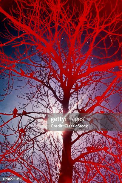 1970s Silhouetted Birds In Tree Bare Branches Red Solarized Sunburst Graphic Effect.