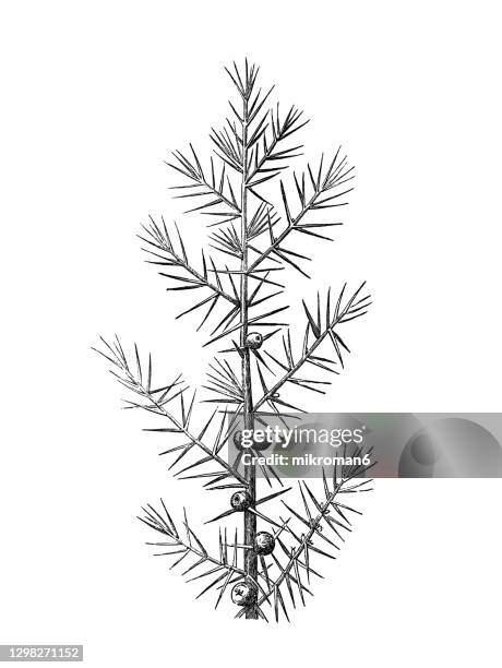 old engraved illustration of juniperus communis, the common juniper - juniper tree stock pictures, royalty-free photos & images