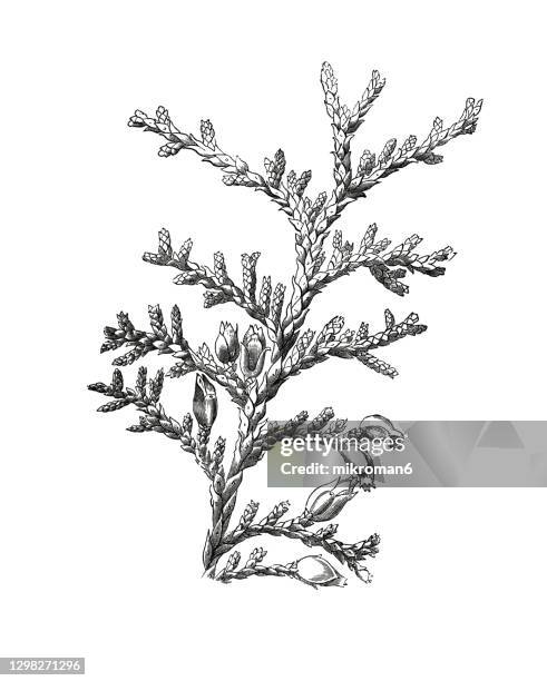 old engraved illustration of chinese thuja, oriental arborvitae, chinese arborvitae (thuja orientalis) - cypress tree illustration stock pictures, royalty-free photos & images