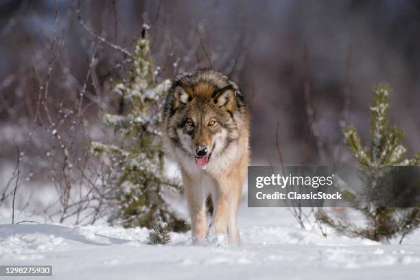 1990s Gray Wolf Canis Lupus On Snow Looking At Camera.