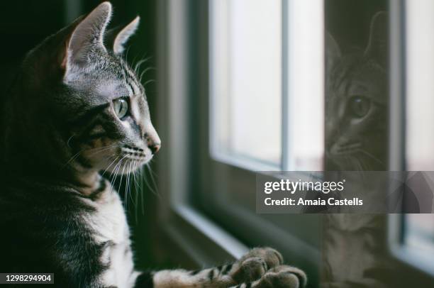 cachorro de gato mirando por la ventana - jack o lantern fotografías e imágenes de stock