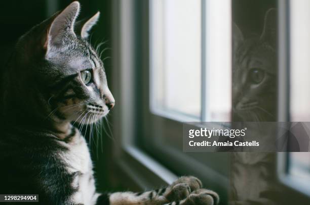 cachorro de gato mirando por la ventana - アメリカンショートヘア ストックフォトと画像