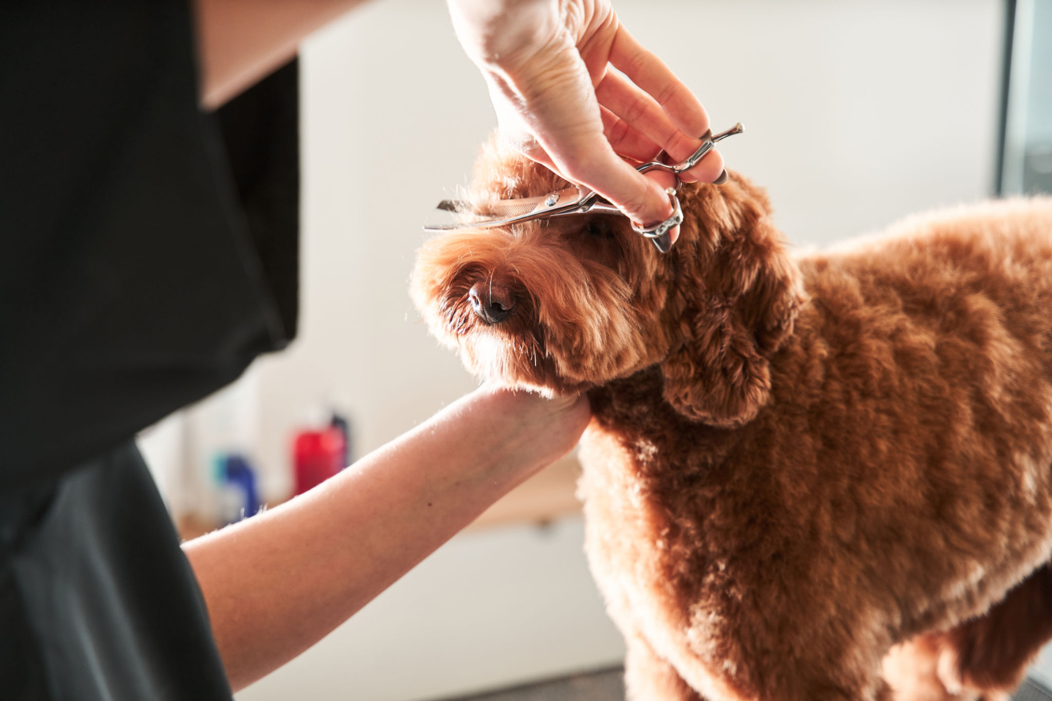 dog grooming at home