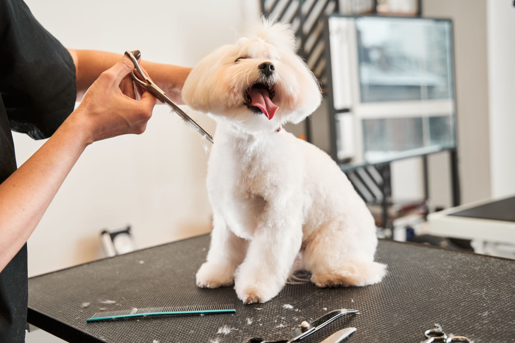 pet grooming van