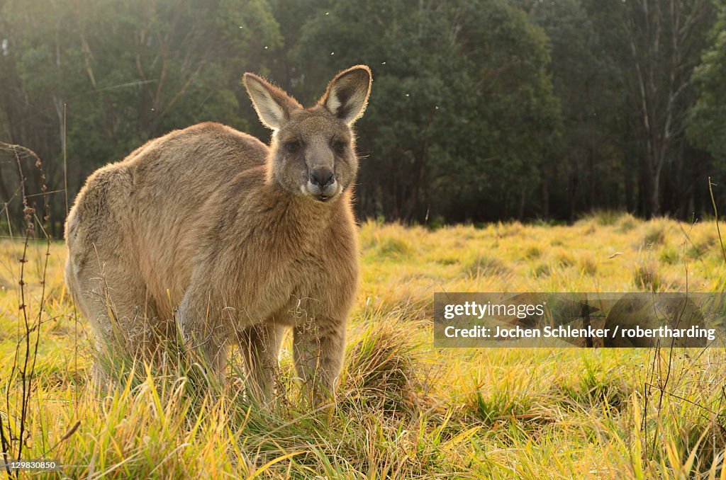 Eastern grey kangaroo, Geehi, Kosciuszko National Park, New South Wales, Australia, Pacific