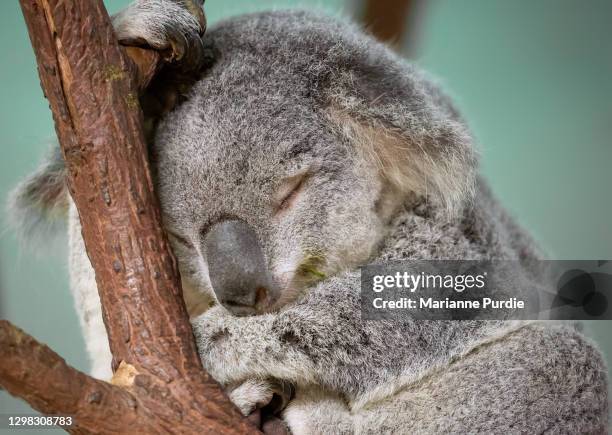 3,479 Arboreal Animals Photos and Premium High Res Pictures - Getty Images 3,479 Arboreal Animals Photos and Premium High Res Pictures - Getty Images